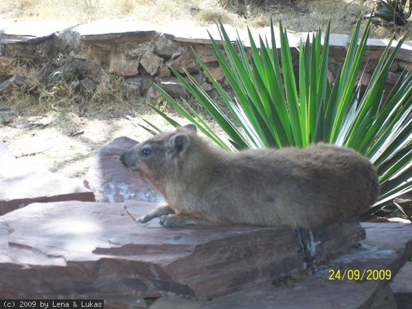 594 diese tierchen sollen angeblich mit dem elefanten eng verwand sein... also unverkennbar